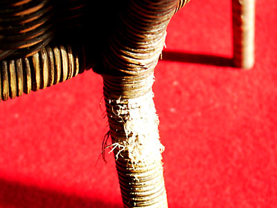 猫, チンチラ・ゴールデン, 来夢, 来喜