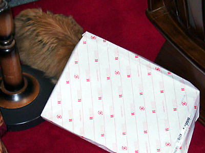 猫, チンチラ・ゴールデン, 来夢, 来喜