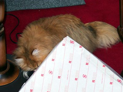 猫, チンチラ・ゴールデン, 来夢, 来喜