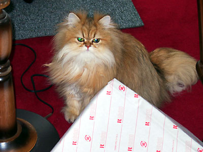 猫, チンチラ・ゴールデン, 来夢, 来喜