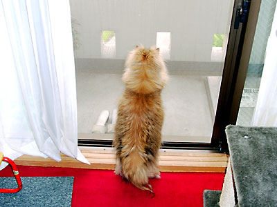 猫, チンチラ・ゴールデン, 来夢, 来喜