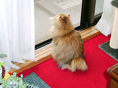 猫, チンチラ・ゴールデン, 来夢, 来喜