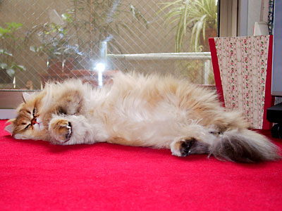 猫, チンチラ・ゴールデン, 来夢, 来喜