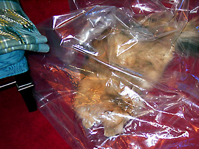 猫, チンチラ・ゴールデン, 来夢, 来喜