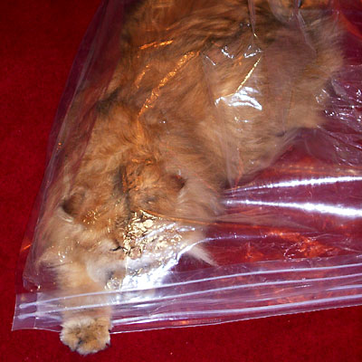 猫, チンチラ・ゴールデン, 来夢, 来喜