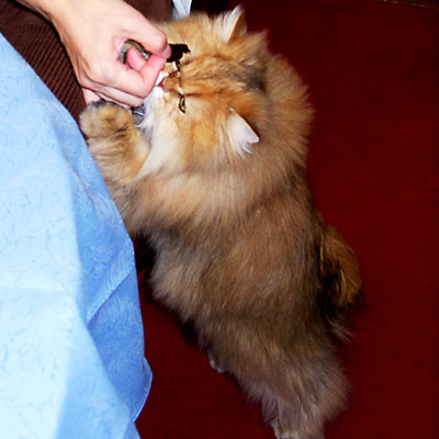 猫, チンチラ・ゴールデン, 来夢, 来喜