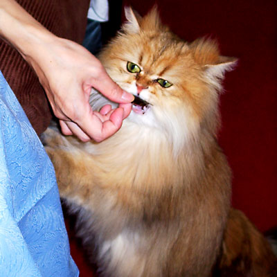 猫, チンチラ・ゴールデン, 来夢, 来喜