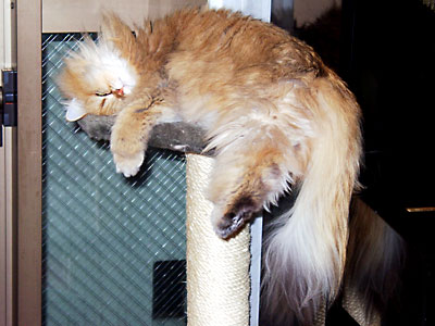 猫, チンチラ・ゴールデン, 来夢, 来喜