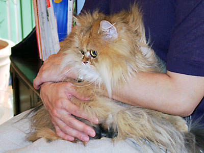 猫, チンチラ・ゴールデン, 来夢, 来喜