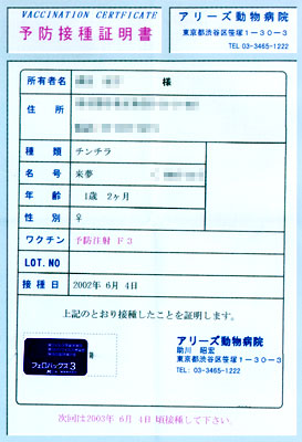 猫, チンチラ・ゴールデン, 来夢, 来喜