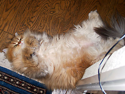 猫, チンチラ・ゴールデン, 来夢, 来喜