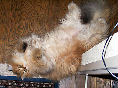 猫, チンチラ・ゴールデン, 来夢, 来喜