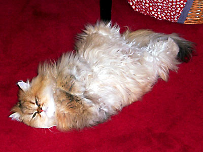 猫, チンチラ・ゴールデン, 来夢, 来喜