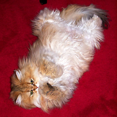 猫, チンチラ・ゴールデン, 来夢, 来喜