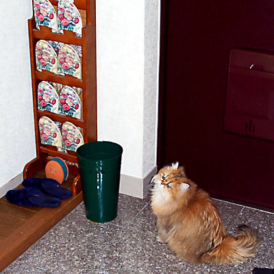 猫, チンチラ・ゴールデン, 来夢, 来喜