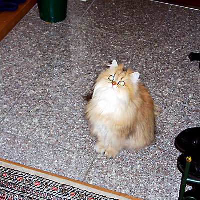 猫, チンチラ・ゴールデン, 来夢, 来喜