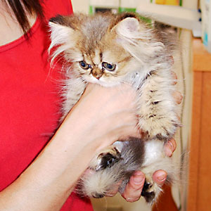 猫, チンチラ・ゴールデン, 来夢, 来喜