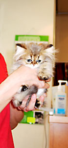 猫, チンチラ・ゴールデン, 来夢, 来喜