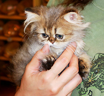 猫, チンチラ・ゴールデン, 来夢, 来喜