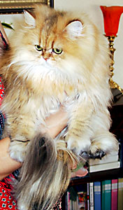 猫, チンチラ・ゴールデン, 来夢, 来喜