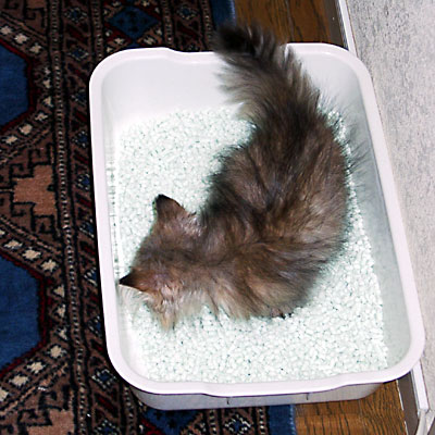 猫, チンチラ・ゴールデン, 来夢, 来喜