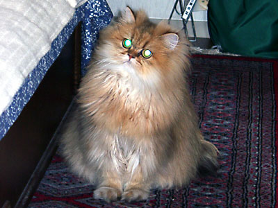 猫, チンチラ・ゴールデン, 来夢, 来喜