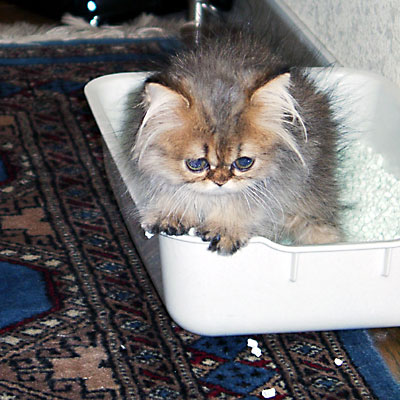 猫, チンチラ・ゴールデン, 来夢, 来喜