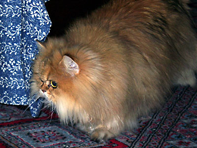 猫, チンチラ・ゴールデン, 来夢, 来喜