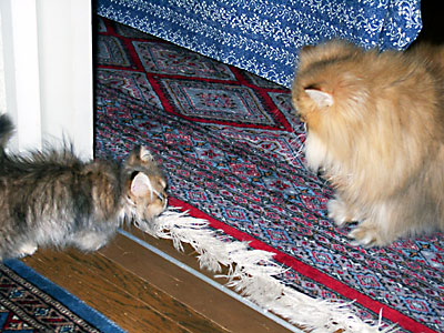 猫, チンチラ・ゴールデン, 来夢, 来喜