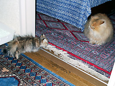 猫, チンチラ・ゴールデン, 来夢, 来喜