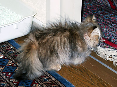 猫, チンチラ・ゴールデン, 来夢, 来喜