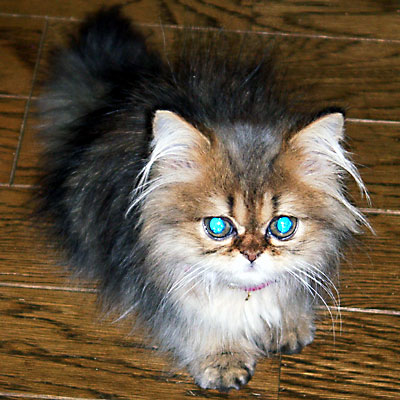 猫, チンチラ・ゴールデン, 来夢, 来喜