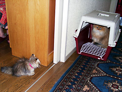 猫, チンチラ・ゴールデン, 来夢, 来喜