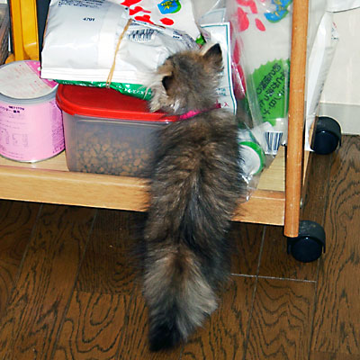 猫, チンチラ・ゴールデン, 来夢, 来喜