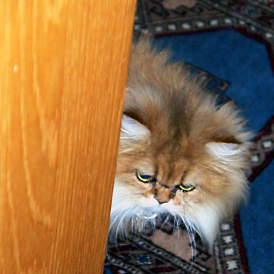 猫, チンチラ・ゴールデン, 来夢, 来喜