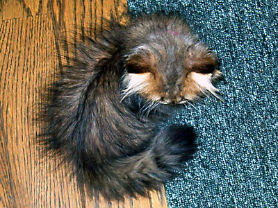 猫, チンチラ・ゴールデン, 来夢, 来喜