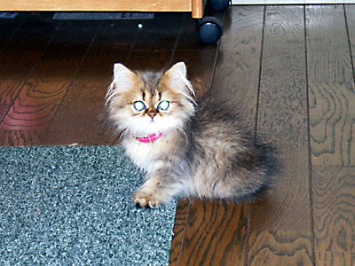 猫, チンチラ・ゴールデン, 来夢, 来喜