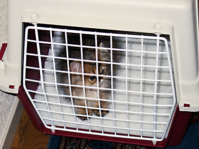 猫, チンチラ・ゴールデン, 来夢, 来喜