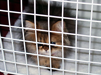 猫, チンチラ・ゴールデン, 来夢, 来喜