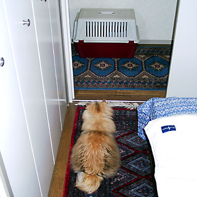 猫, チンチラ・ゴールデン, 来夢, 来喜