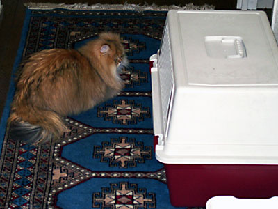 猫, チンチラ・ゴールデン, 来夢, 来喜