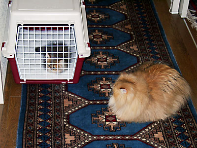 猫, チンチラ・ゴールデン, 来夢, 来喜