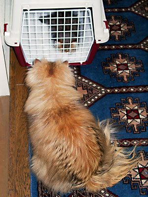 猫, チンチラ・ゴールデン, 来夢, 来喜