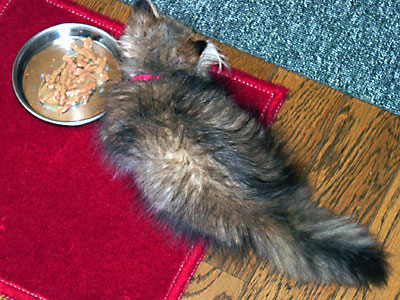 猫, チンチラ・ゴールデン, 来夢, 来喜