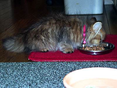 猫, チンチラ・ゴールデン, 来夢, 来喜