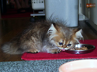 猫, チンチラ・ゴールデン, 来夢, 来喜