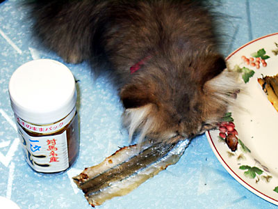 猫, チンチラ・ゴールデン, 来夢, 来喜