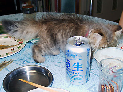 猫, チンチラ・ゴールデン, 来夢, 来喜