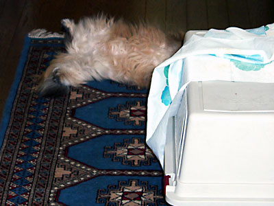 猫, チンチラ・ゴールデン, 来夢, 来喜