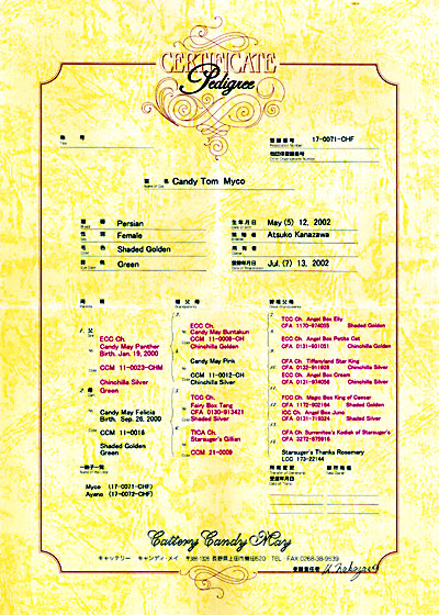 猫, チンチラ・ゴールデン, 来夢, 来喜